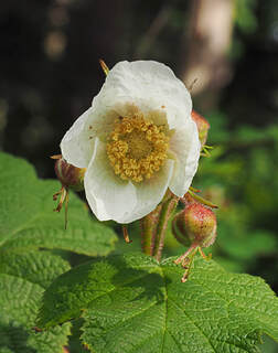Rubus parviflorus (Thimbleberry) 