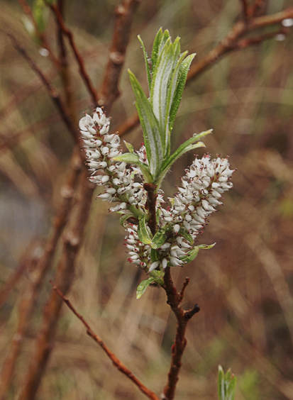 Salix candida