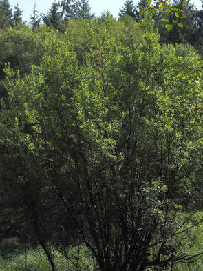 Salix scouleri (Scouler's willow)