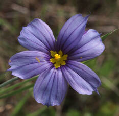 Sisyrinchium bellum