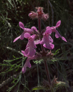 Stachys bullata