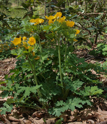Stylophorum diphyllum