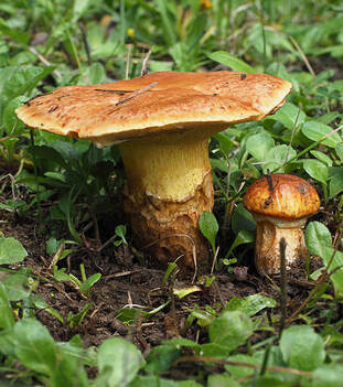 Suillus ponderosus (Heavy bolete)