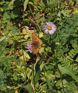 Symphyotrichum foliaceum var. canbyi (Canby's leafybract aster)