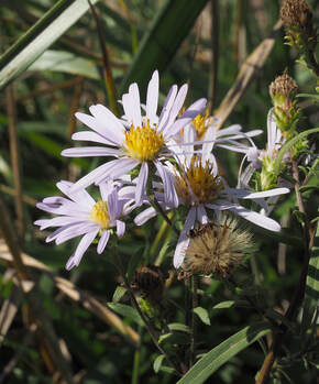 Symphyotrichum subspicatum (Douglas's aster) 