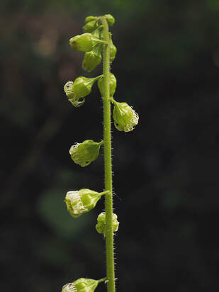 Tellima grandiflora (Fragrant fringecup)