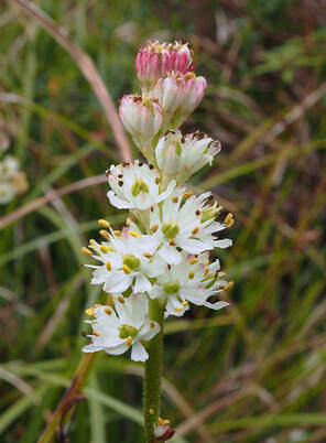 Triantha occidentalis ssp. brevistyla (Western tofieldia)