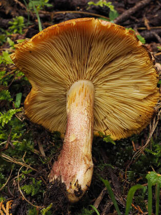 Tricholoma sp.