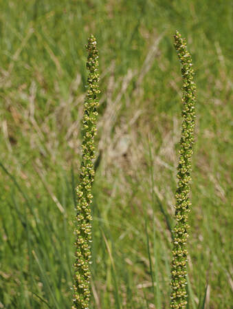 Triglochin maritima