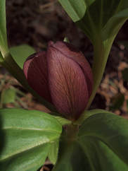 Trillium petiolatum