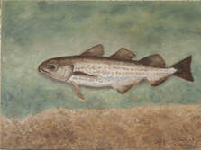Walleye Pollock (Gadus chalcogrammus)