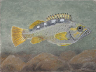 Yellow-tailed Rockfish