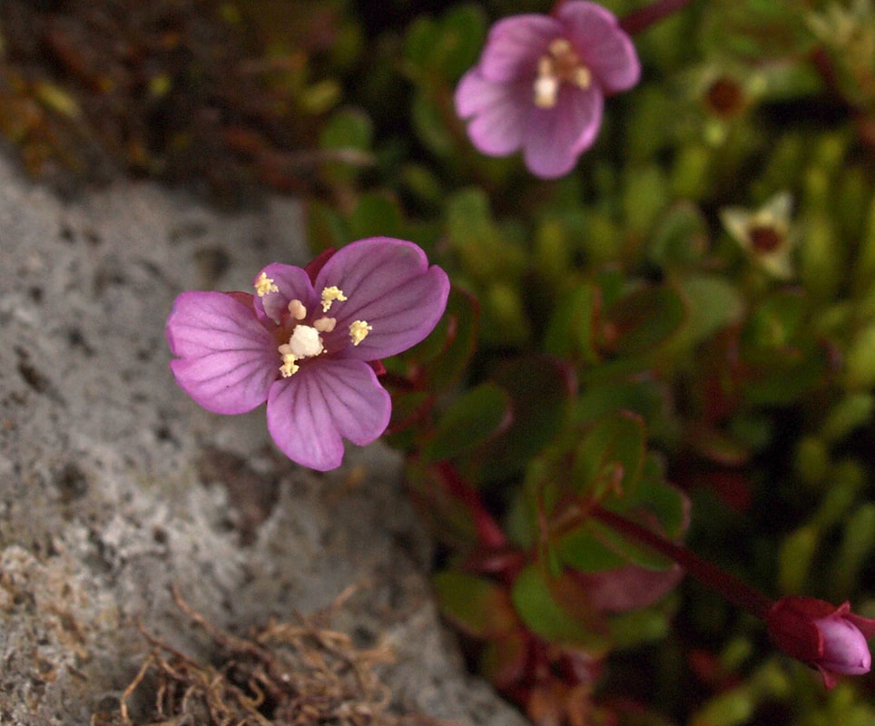 Epilobium anagallidifolium