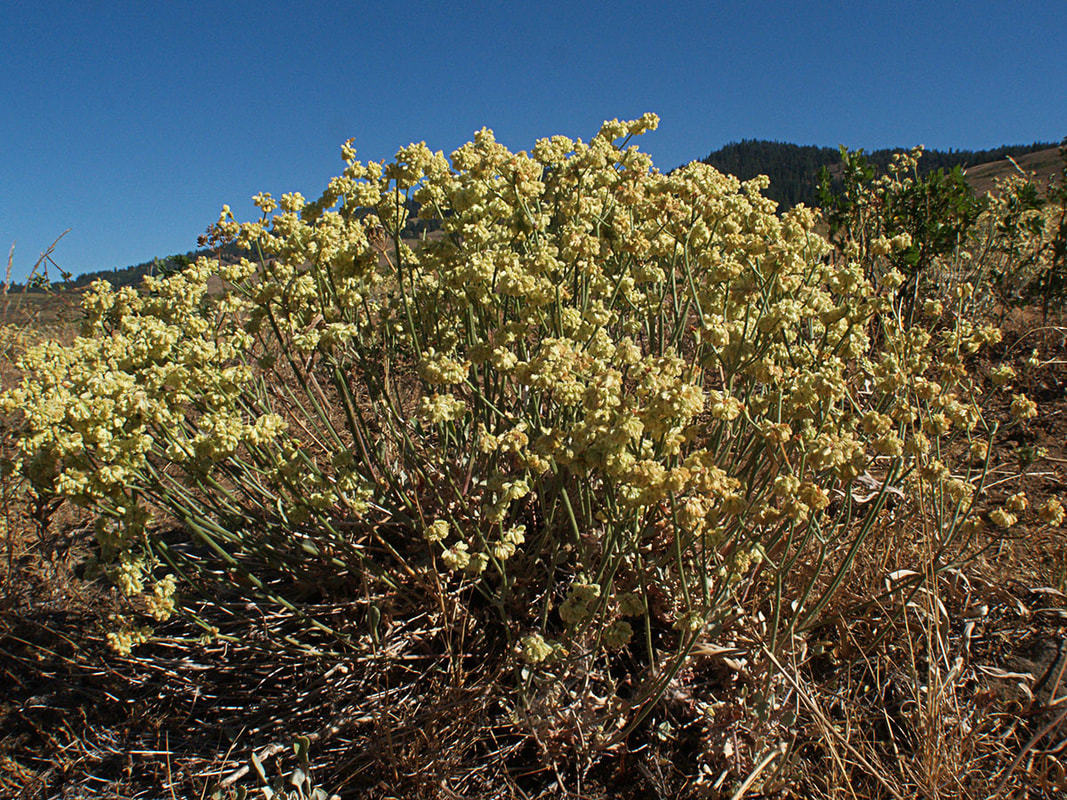 Eriogonum strictum var. anserinum