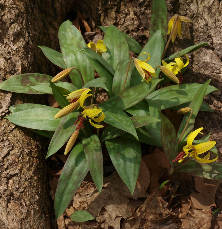 Erythronium americanum ssp. americanum