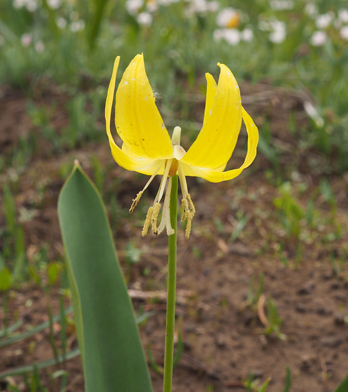 Erythronium grandiflorum ssp. pallidumPicture