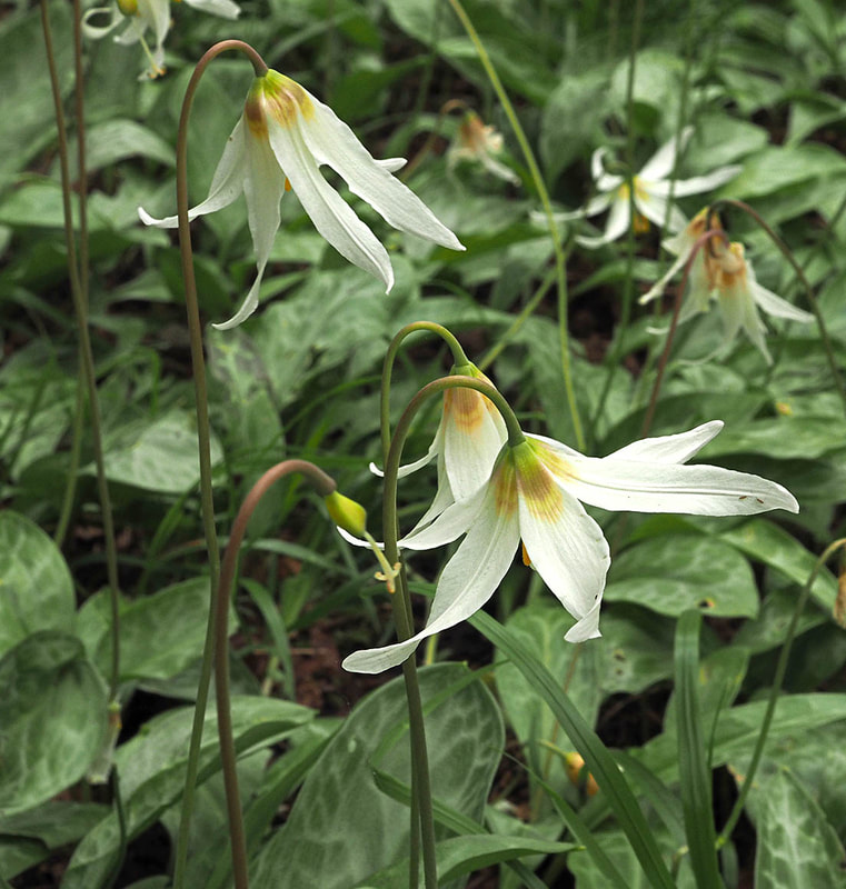 Erythronium oreganum ssp. oreganum