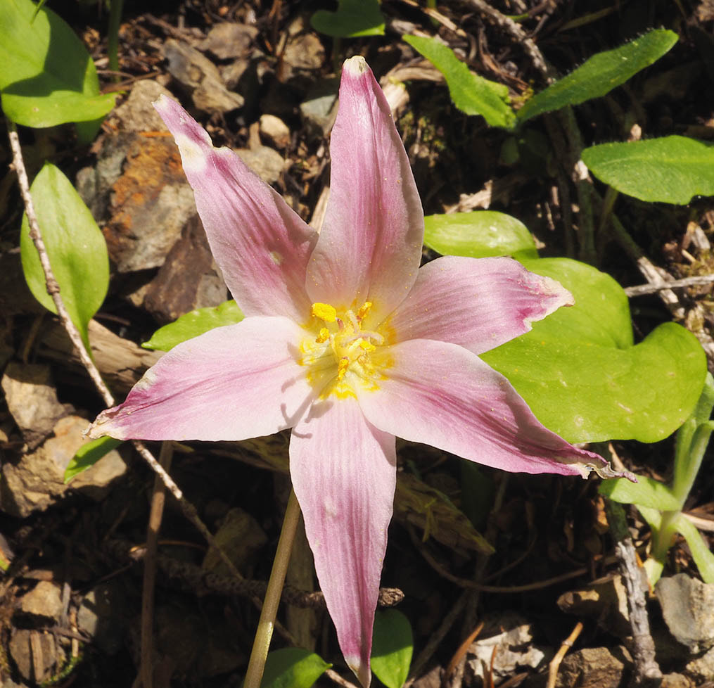 Erythronium quinaultense