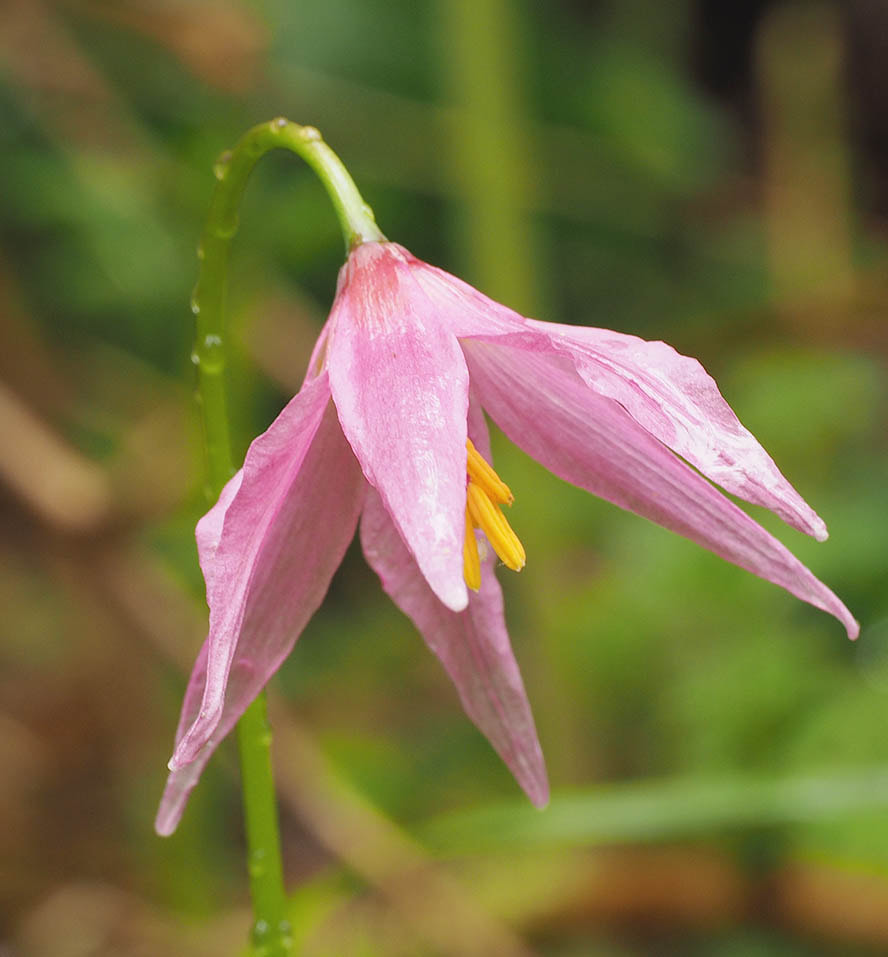 Erythronium revolutum