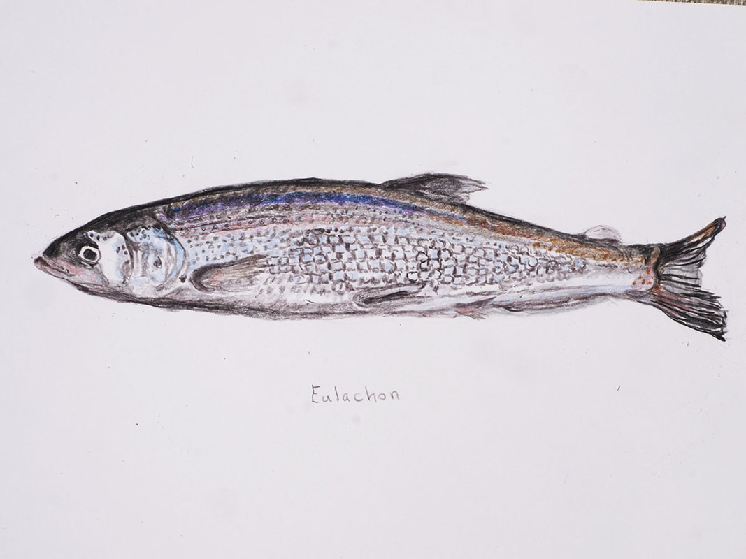 Eulachon - Thaleichthys pacificus