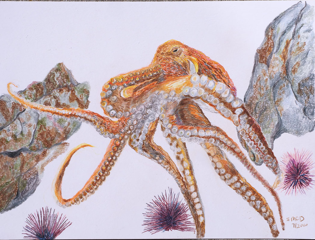 Pacific Giant Octopus