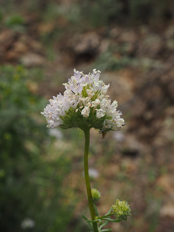 Gilia capitata ssp. capitata