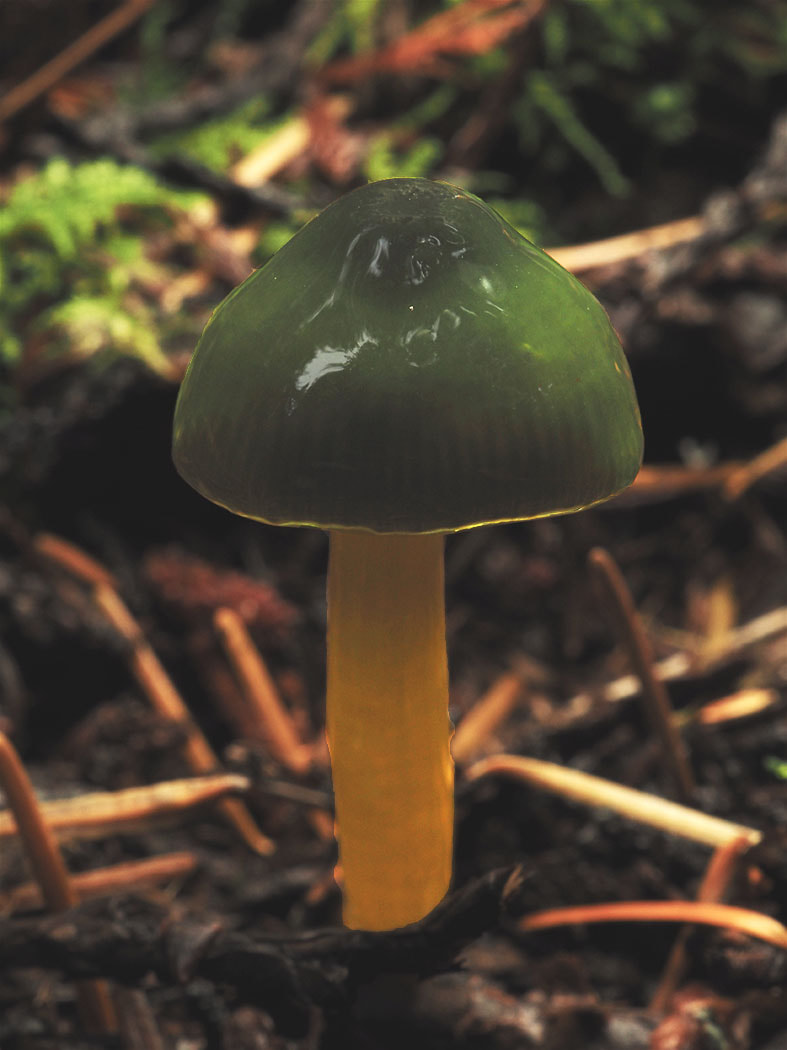Gliophorus psittacinus (Parrot waxy-cap) 