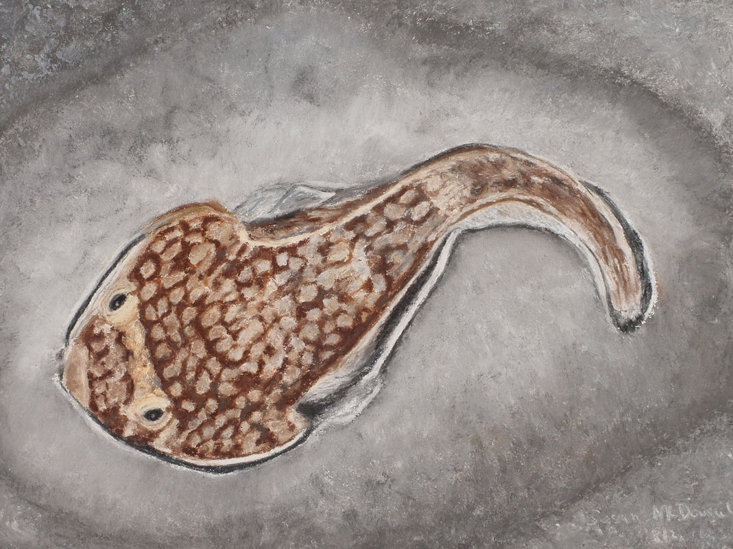Northern Clingfish (Gobiesox maeandricus)Picture