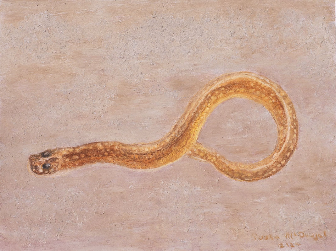 Graveldiver (Scytalina cerdale)