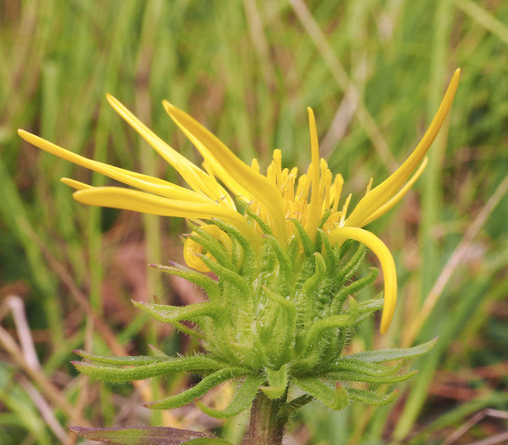 Grindelia hirsutula (Columbia gumplant) 
