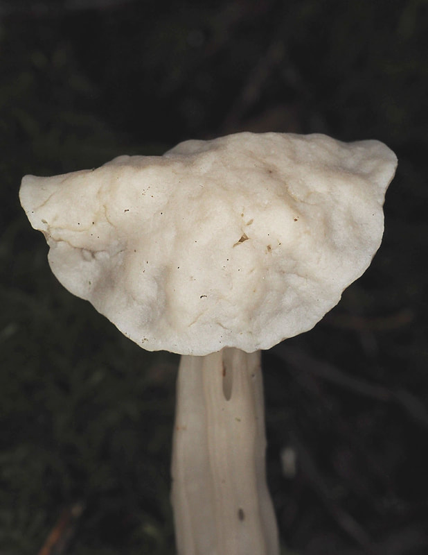 Helvella crispa