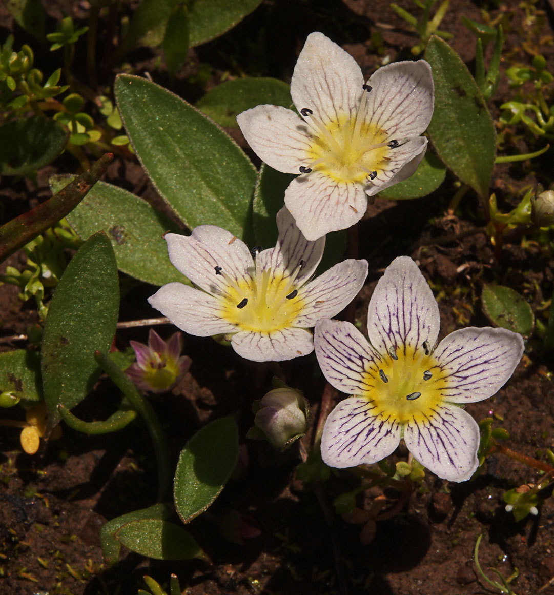 Hesperochiron pumilus