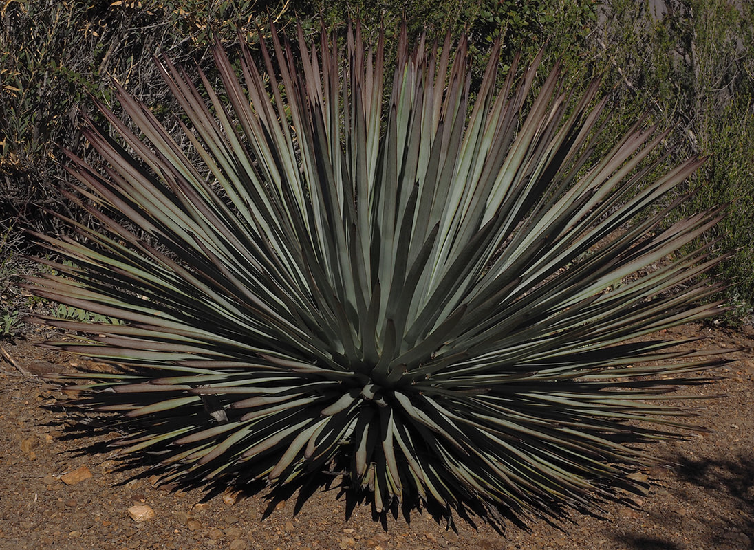 Hesperoyucca whipplei