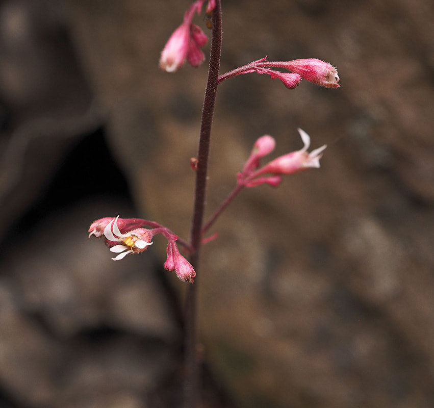Heuchera brevistaminea