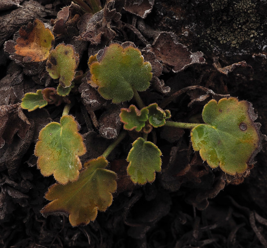 Heuchera cylindrica