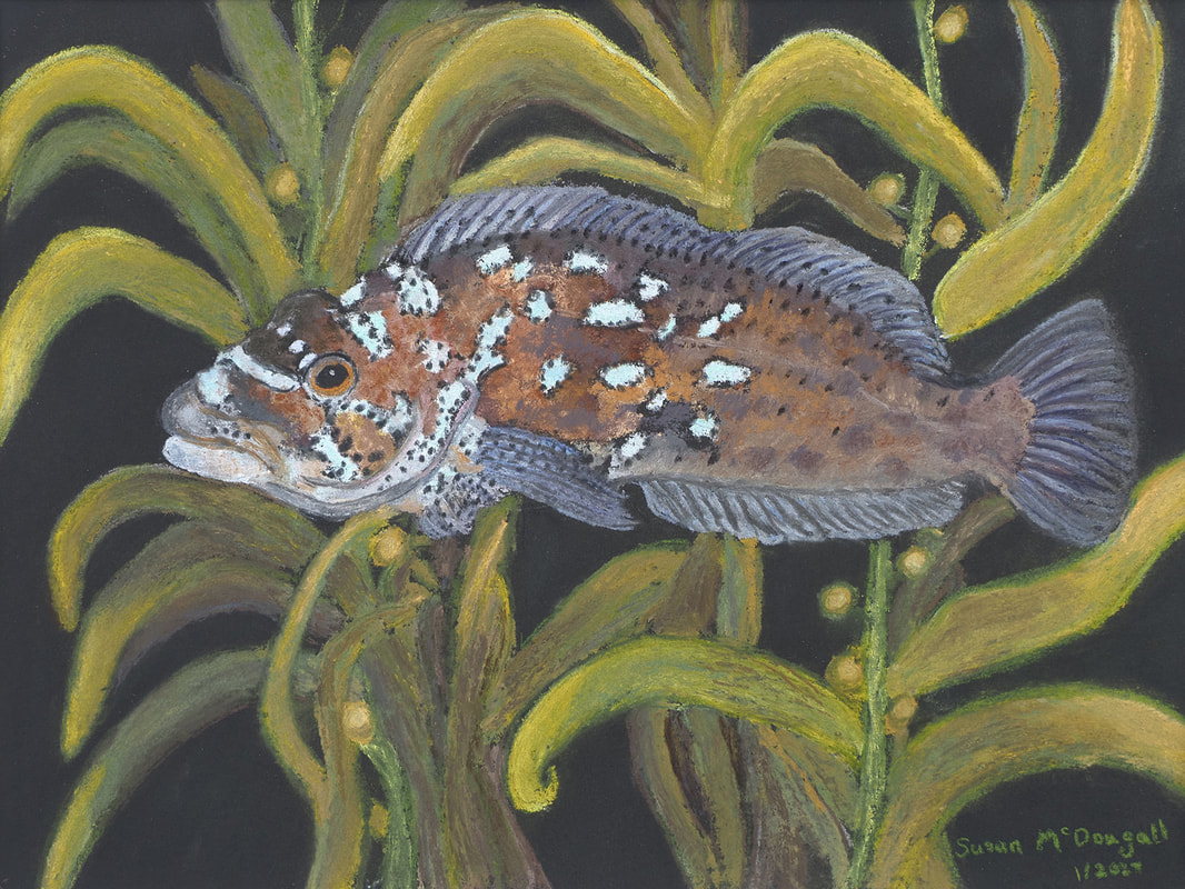 Kelp Greenling (Hexagrammos decagrammus)