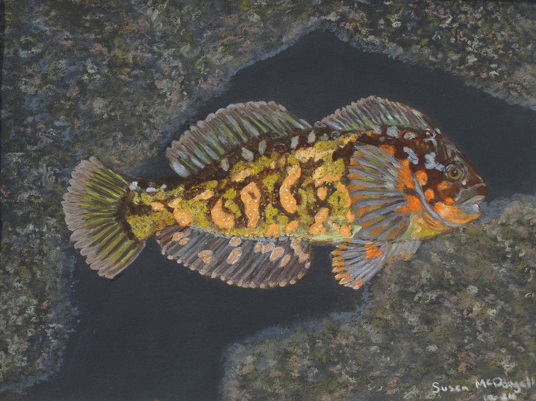 Rock Greenling (Hexagrammos lagocephalus)