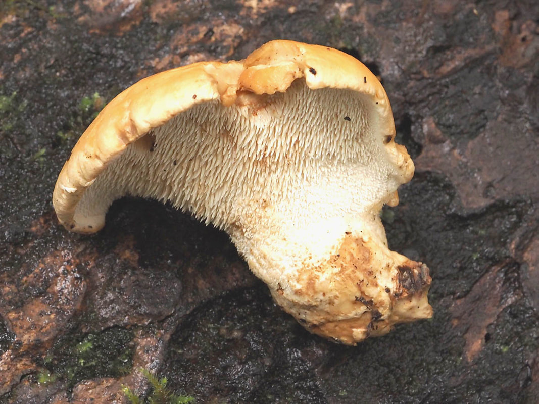 Hydenllum aurantiacum (Orange spine)