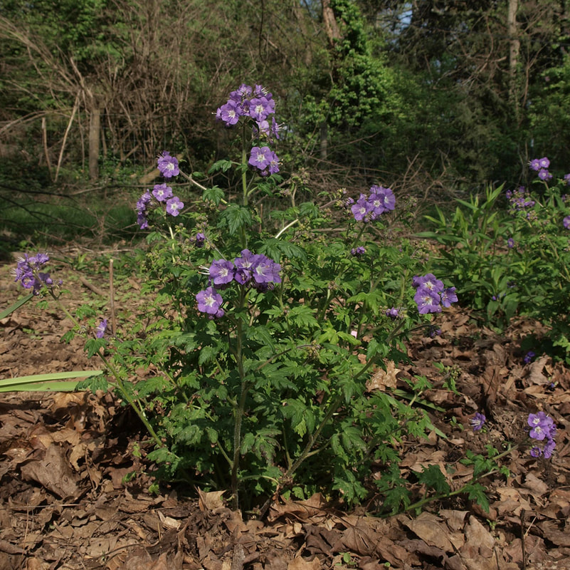 Hydrophyllum virginianum var. virginianum