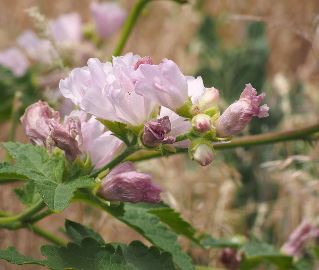 Iliamna rivularis