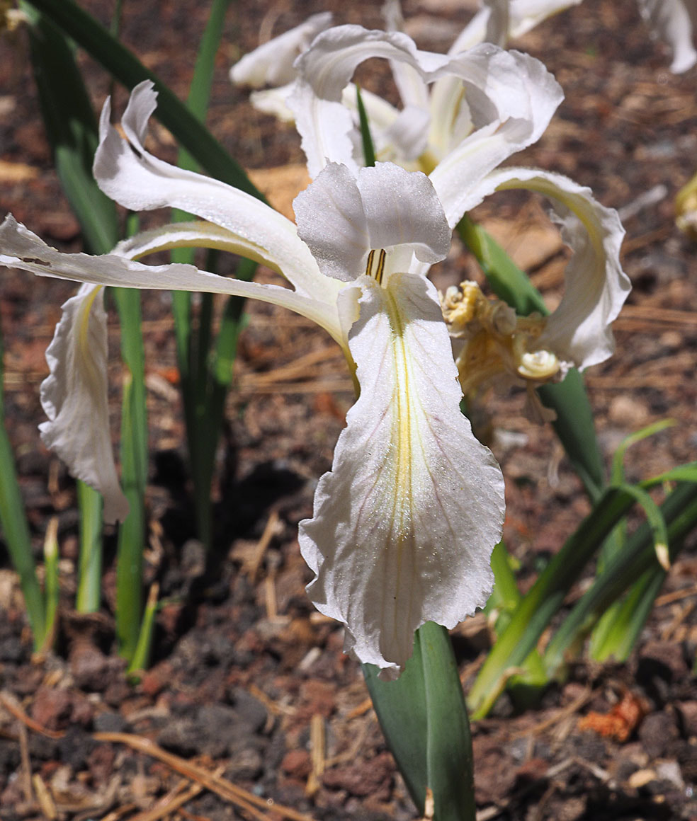 Iris tenuissima ssp. tenuissima