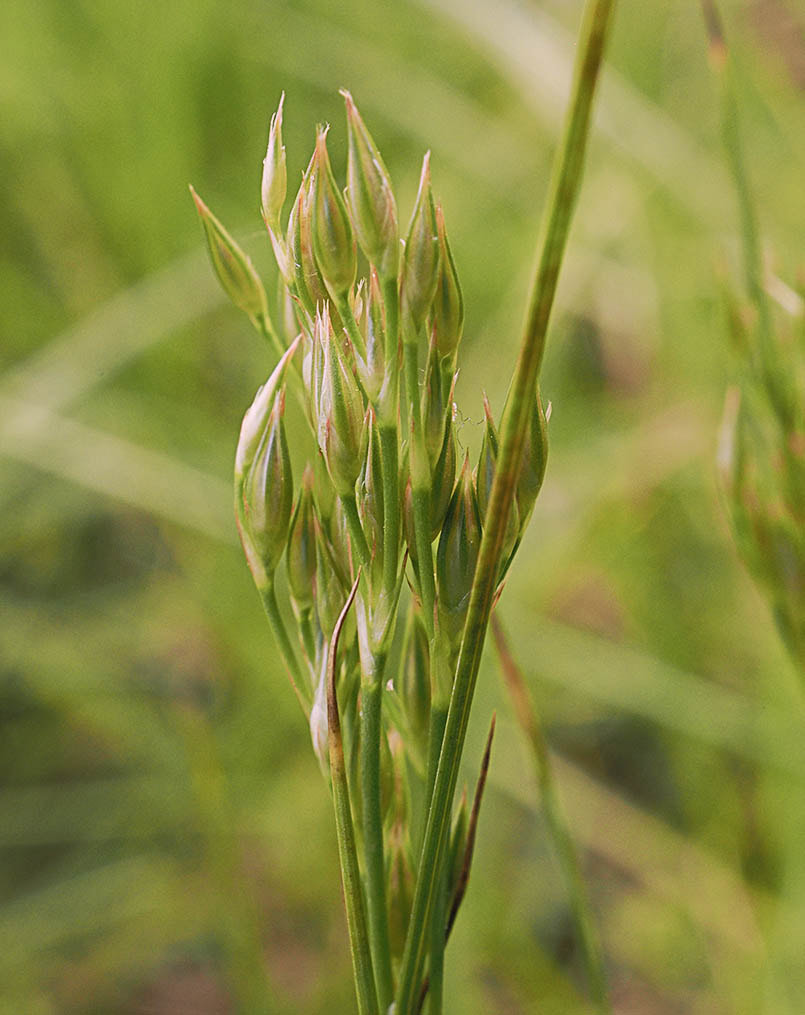 Juncus alpinoarticulatus