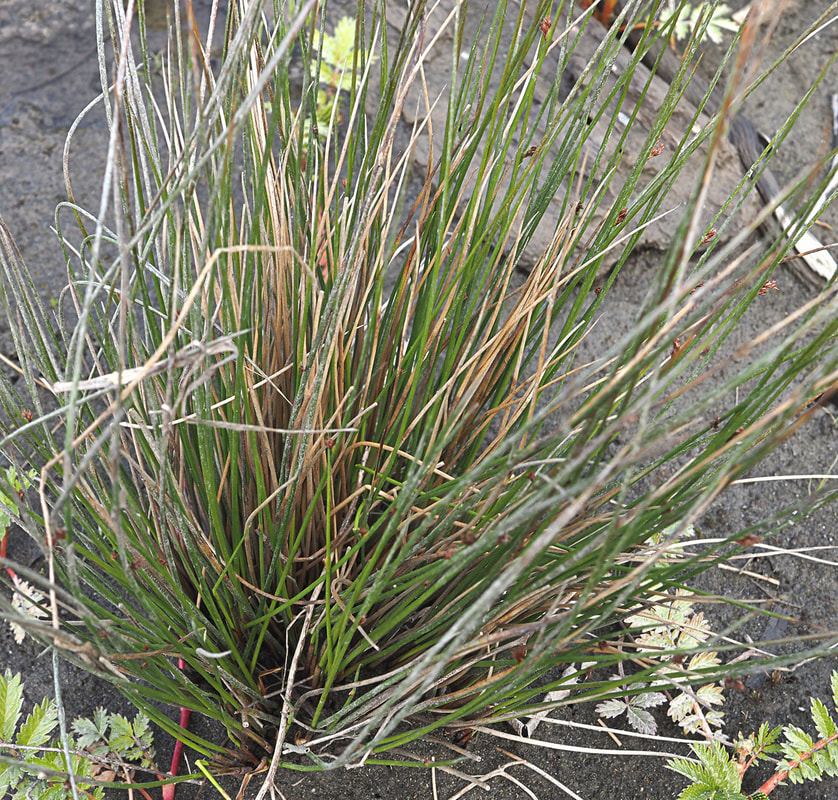 Juncus breweri