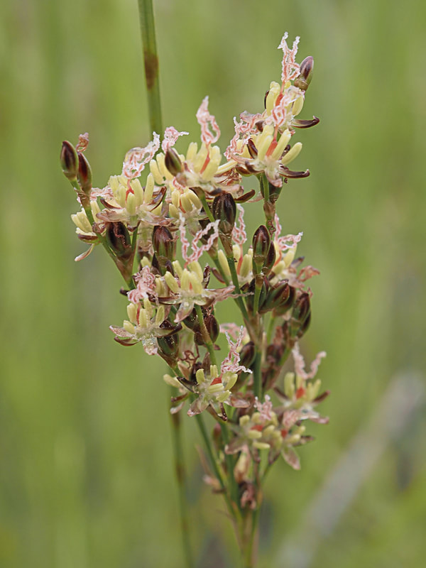 Juncus gerardii ssp. gerardii