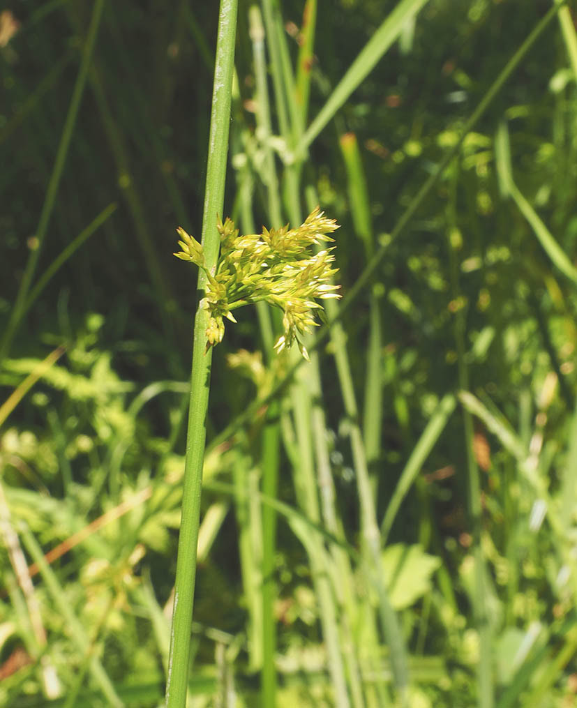 Juncus hesperius