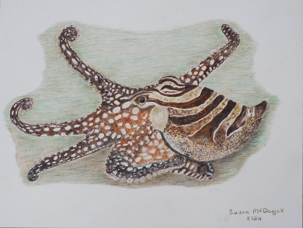 Larger PPacific-striped Octopus - Colored Pencil