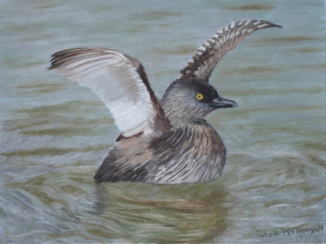 Least Grebe