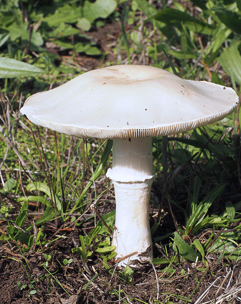 Leucoagaricus leucothites (White dapperling)