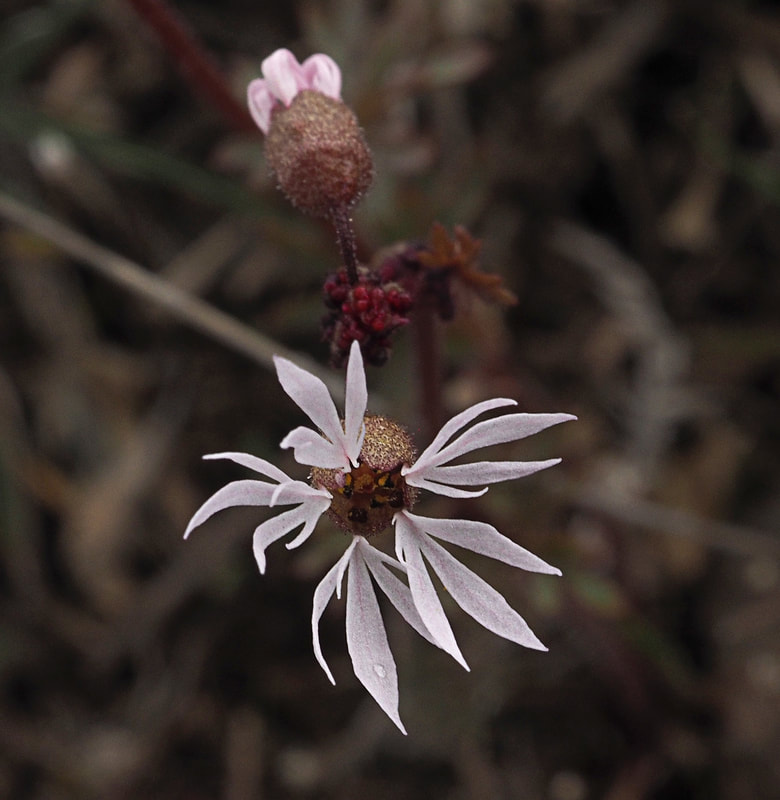 Lithophragma tenellum
