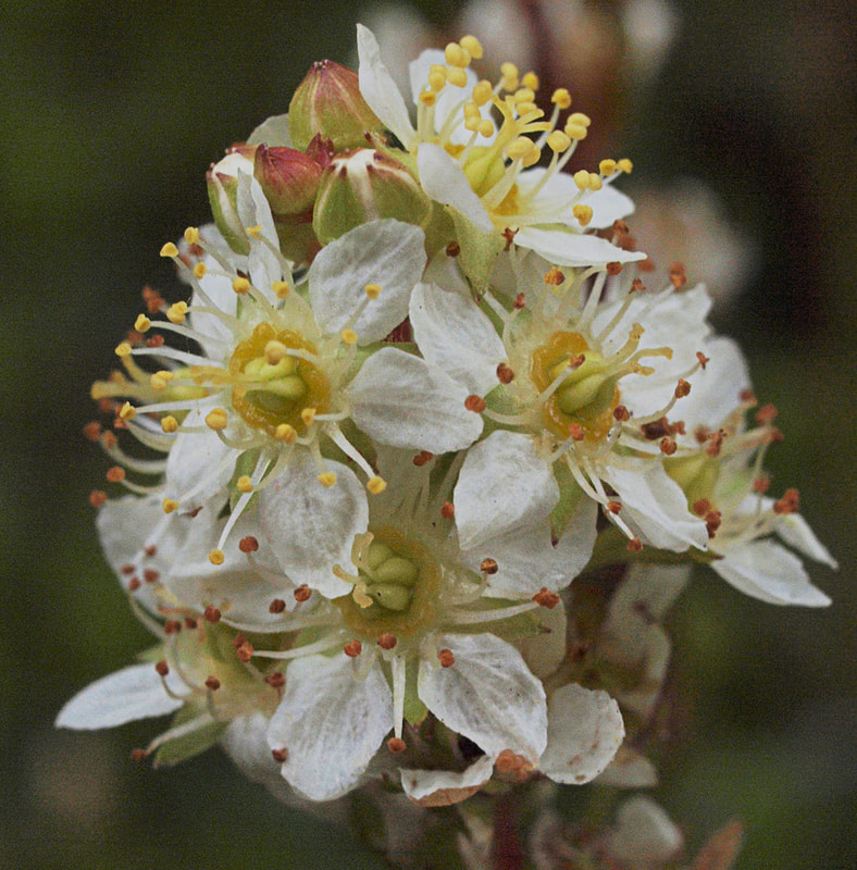 Luetkea pectinata